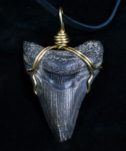 Wire Wrapped Megalodon Tooth Necklace #4693